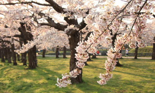 五稜郭の桜