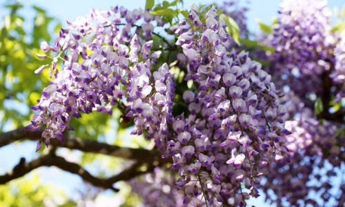 五稜郭公園の藤の花
