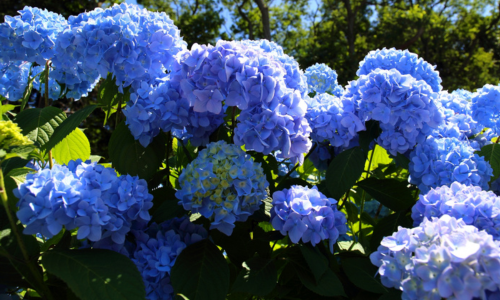 函館の紫陽花